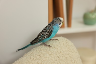 Photo of Pet parrot. Beautiful budgerigar sitting at home