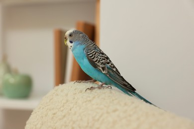 Photo of Pet parrot. Beautiful budgerigar sitting at home