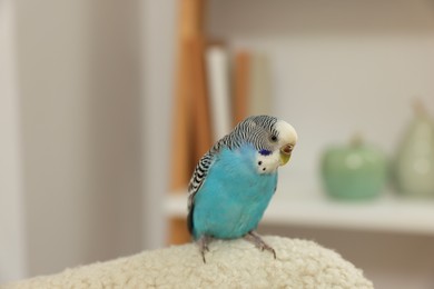 Photo of Pet parrot. Beautiful budgerigar sitting at home