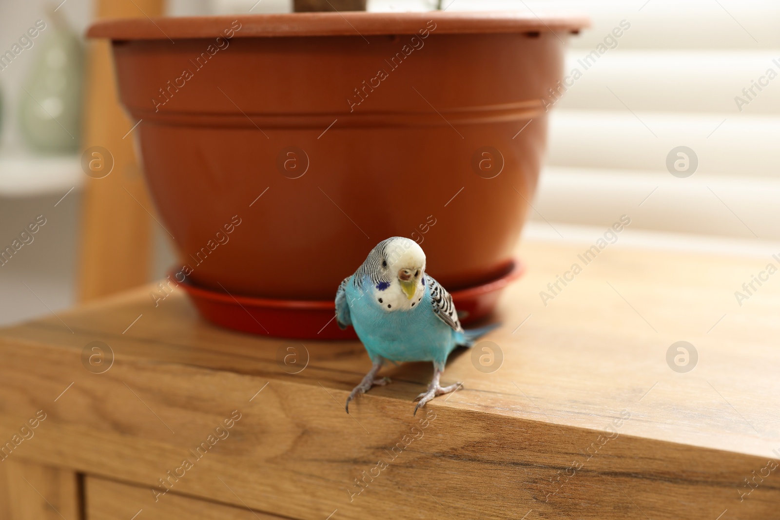 Photo of Pet parrot. Beautiful budgerigar sitting on chest of drawers at home