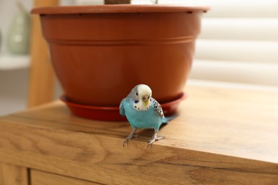 Photo of Pet parrot. Beautiful budgerigar sitting on chest of drawers at home