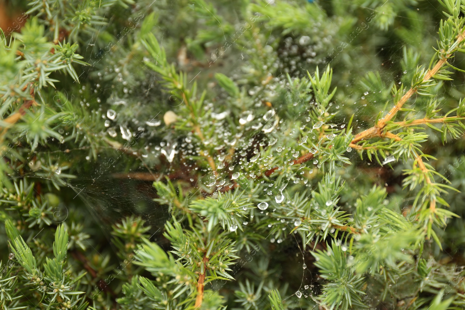 Photo of Cobweb with dew drops on juniper shrub outdoors, closeup