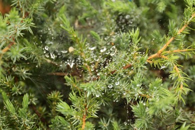 Cobweb with dew drops on juniper shrub outdoors, closeup