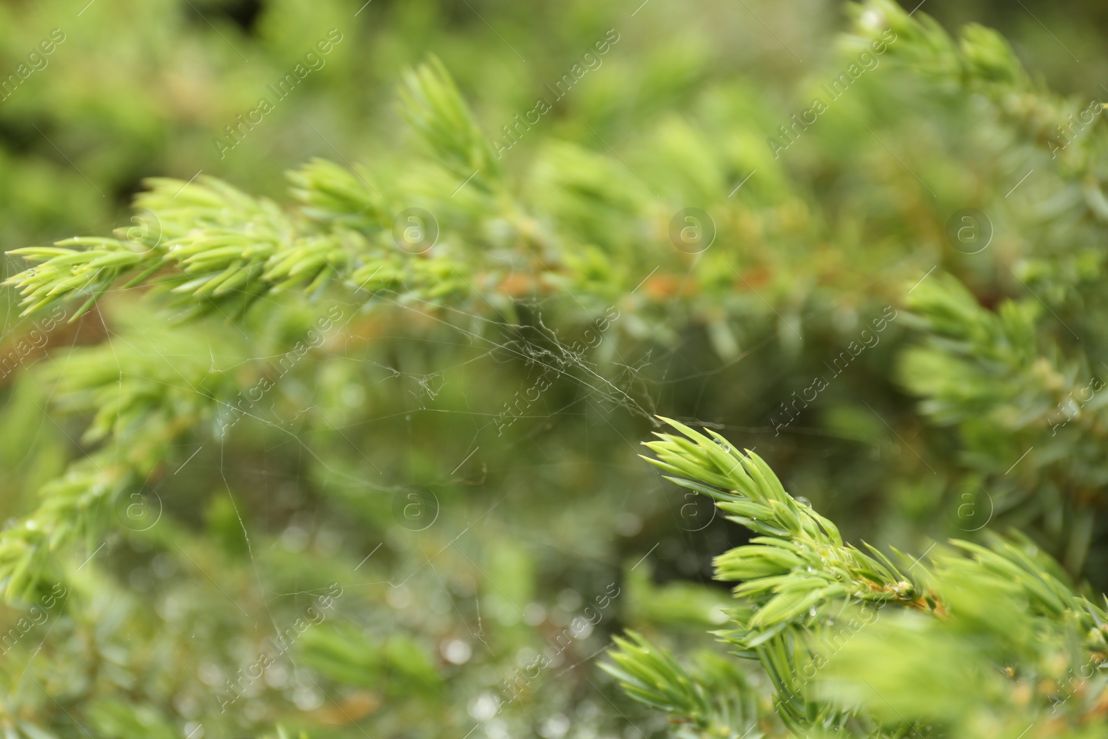 Photo of Cobweb on green juniper shrub outdoors, closeup