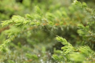 Photo of Cobweb on green juniper shrub outdoors, closeup