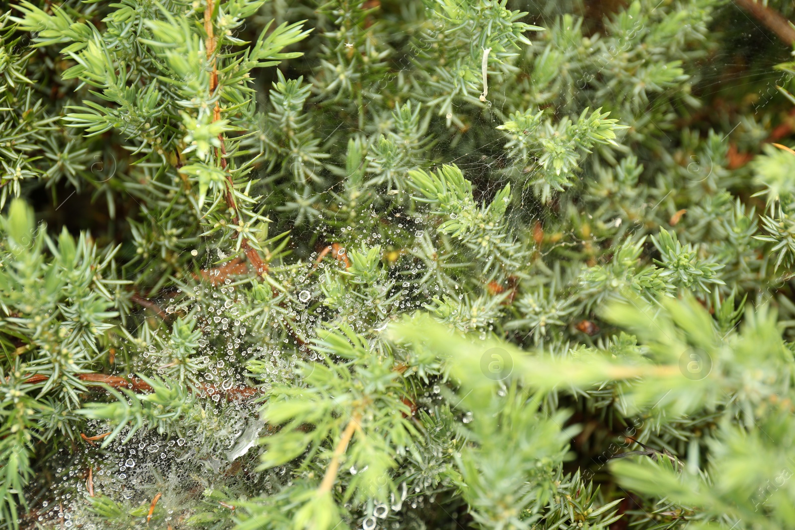 Photo of Cobweb with dew drops on juniper shrub outdoors, closeup