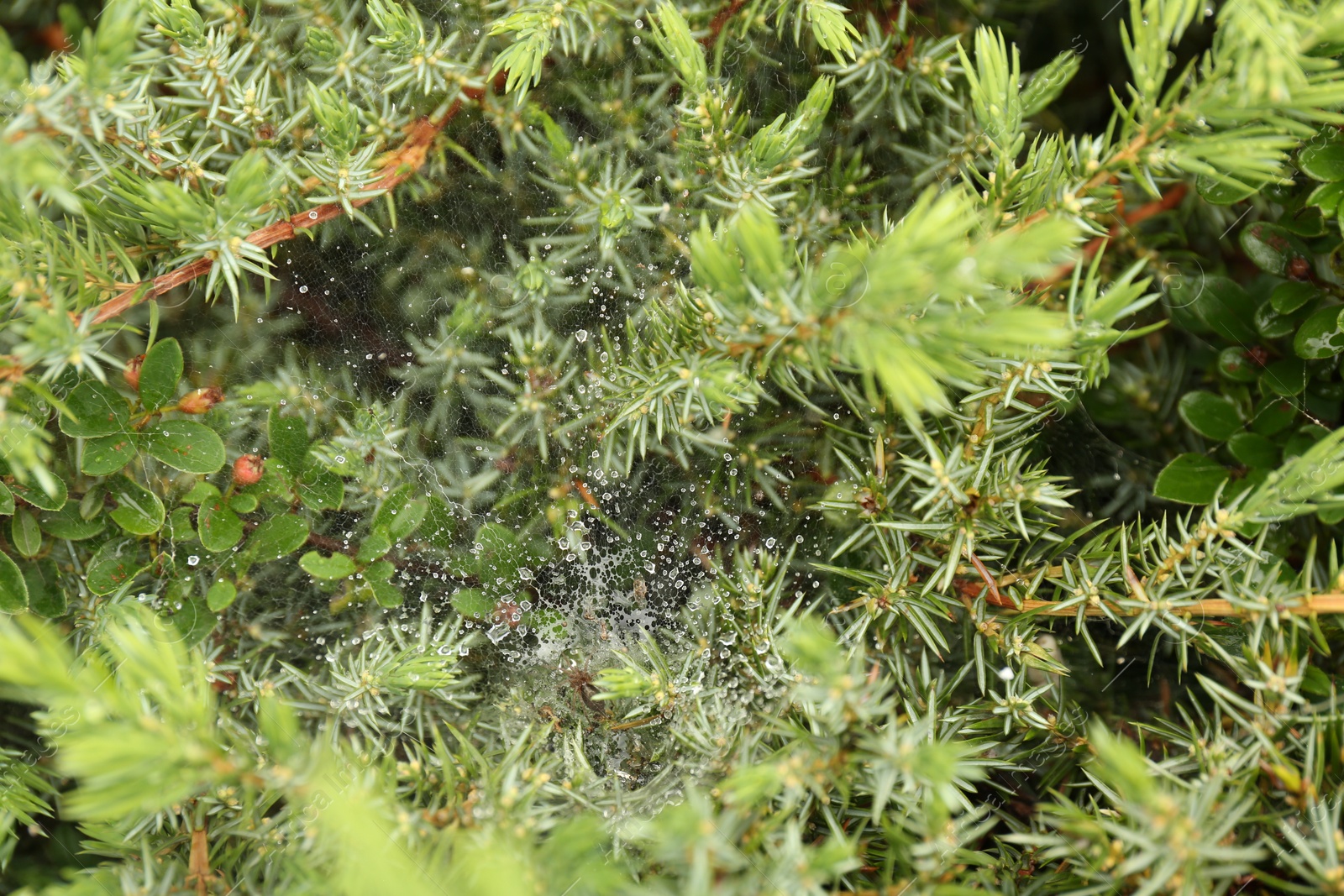 Photo of Cobweb with dew drops on juniper shrub outdoors, closeup