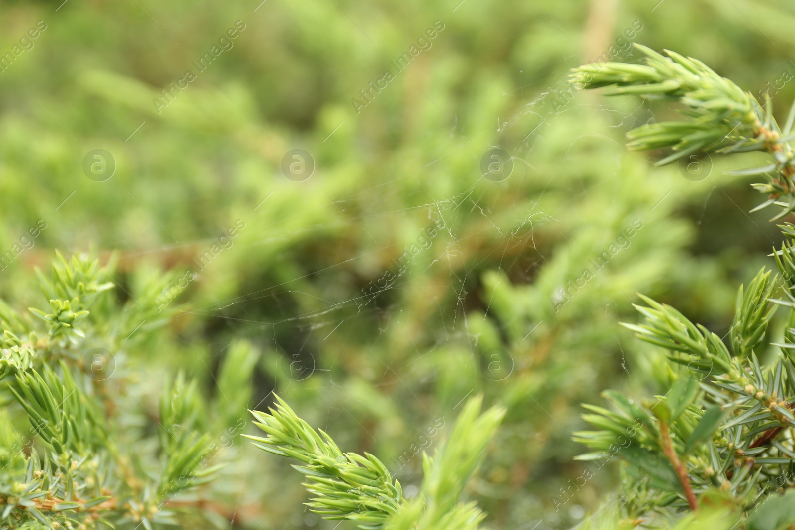 Photo of Cobweb on green juniper shrub outdoors, closeup