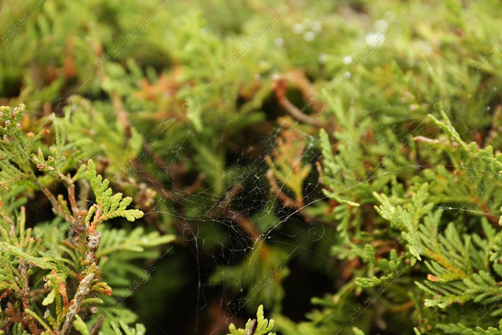 Photo of Cobweb on green thuja shrub outdoors, closeup