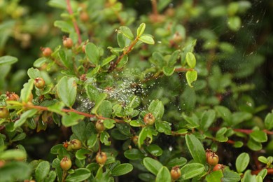 Photo of Cobweb with dew drops on Cotoneaster shrub outdoors, closeup