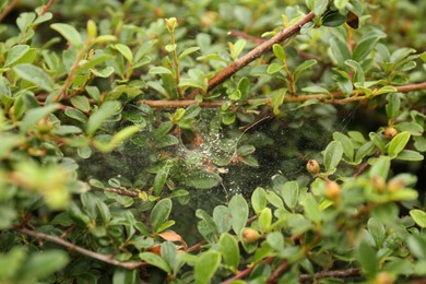 Photo of Cobweb with dew drops on Cotoneaster shrub outdoors, closeup