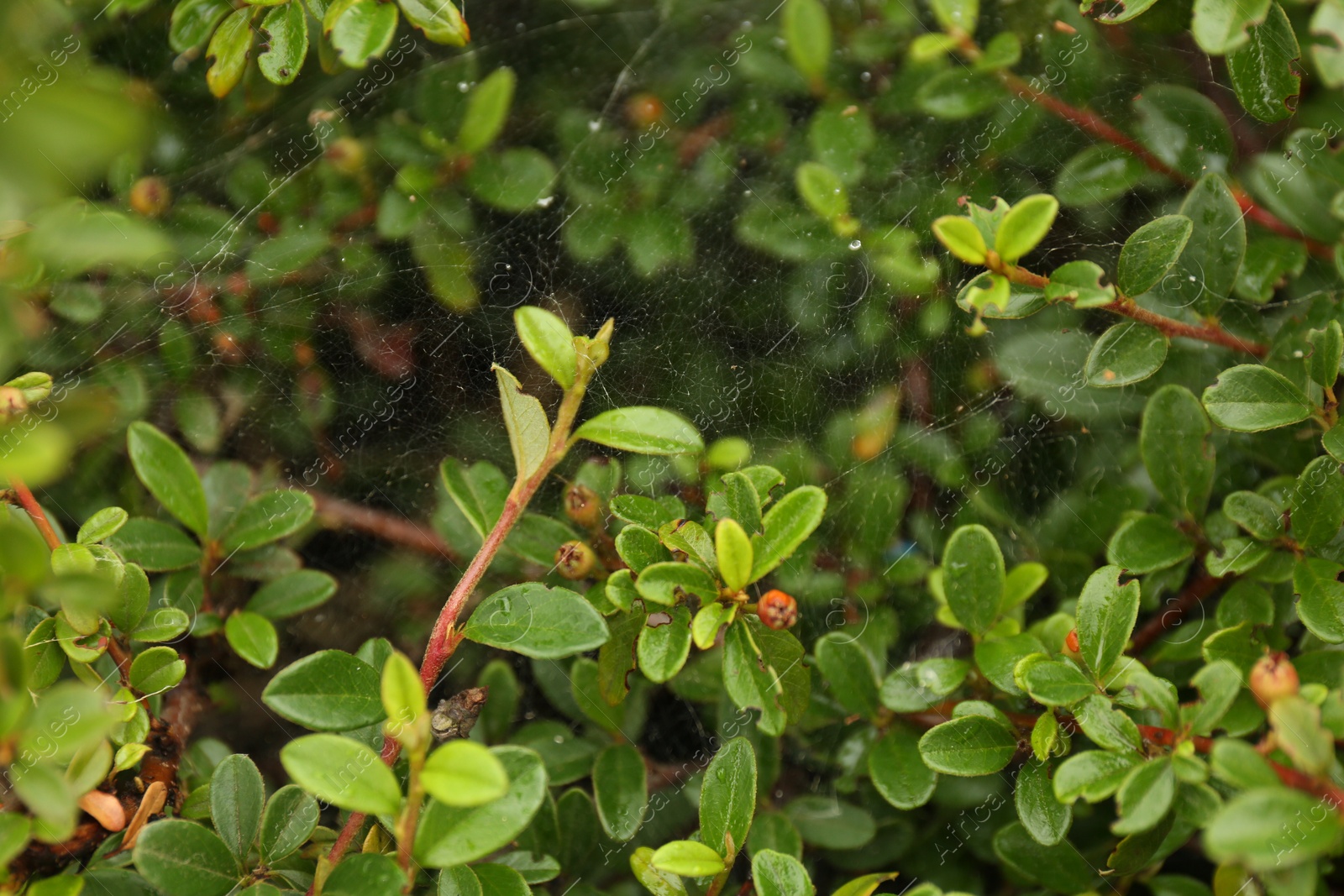 Photo of Cobweb on green cotoneaster shrub outdoors, closeup