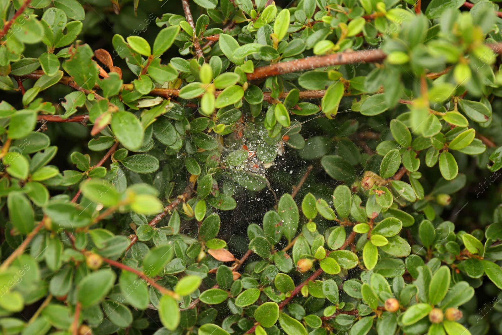 Photo of Cobweb with dew drops on Cotoneaster shrub outdoors, closeup