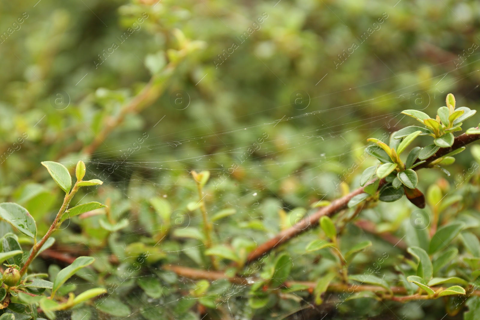 Photo of Cobweb on green cotoneaster shrub outdoors, closeup