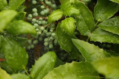 Photo of Cobweb with dew drops on mahonia shrub outdoors, closeup