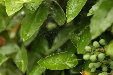 Photo of Cobweb with dew drops on mahonia shrub outdoors, closeup