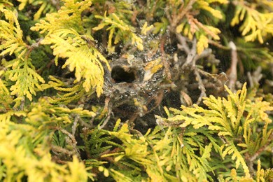 Cobweb with dew drops on thuja shrub outdoors, closeup