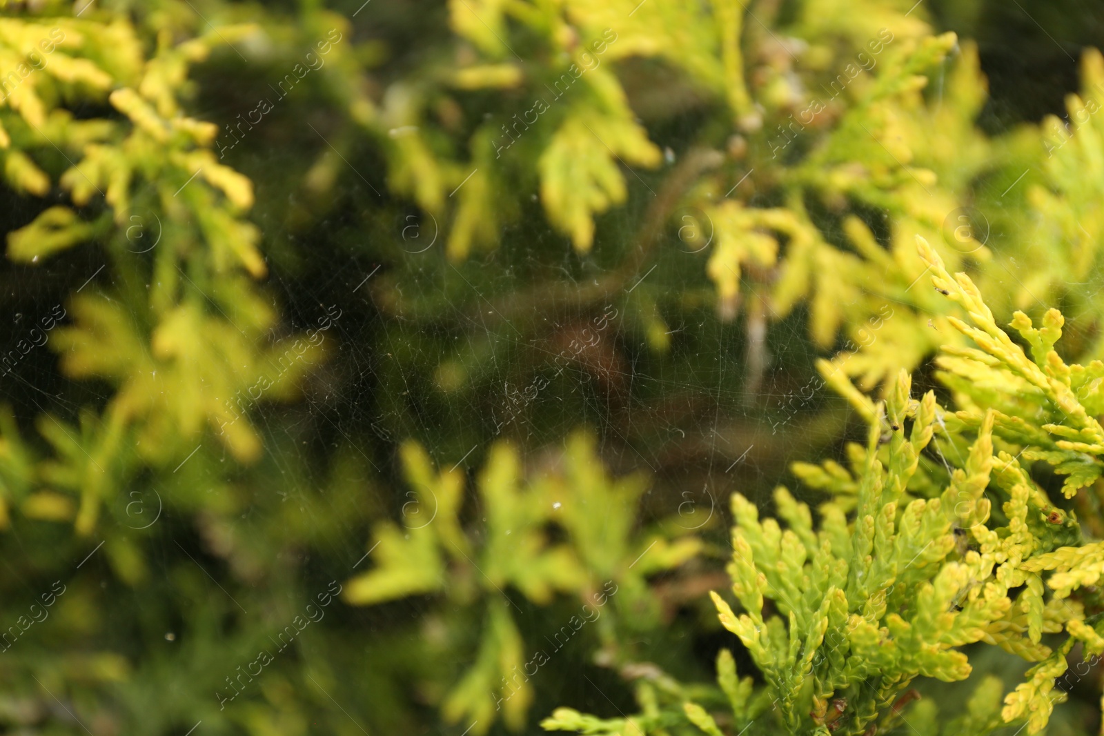 Photo of Cobweb on green thuja shrub outdoors, closeup