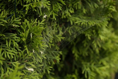 Photo of Cobweb on green thuja shrub outdoors, closeup