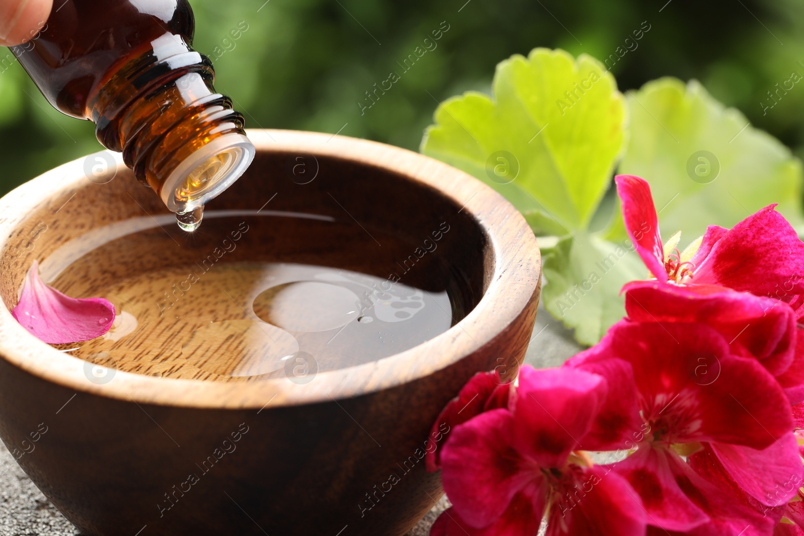 Photo of Woman dripping essential oil into bowl of water against blurred green background, closeup