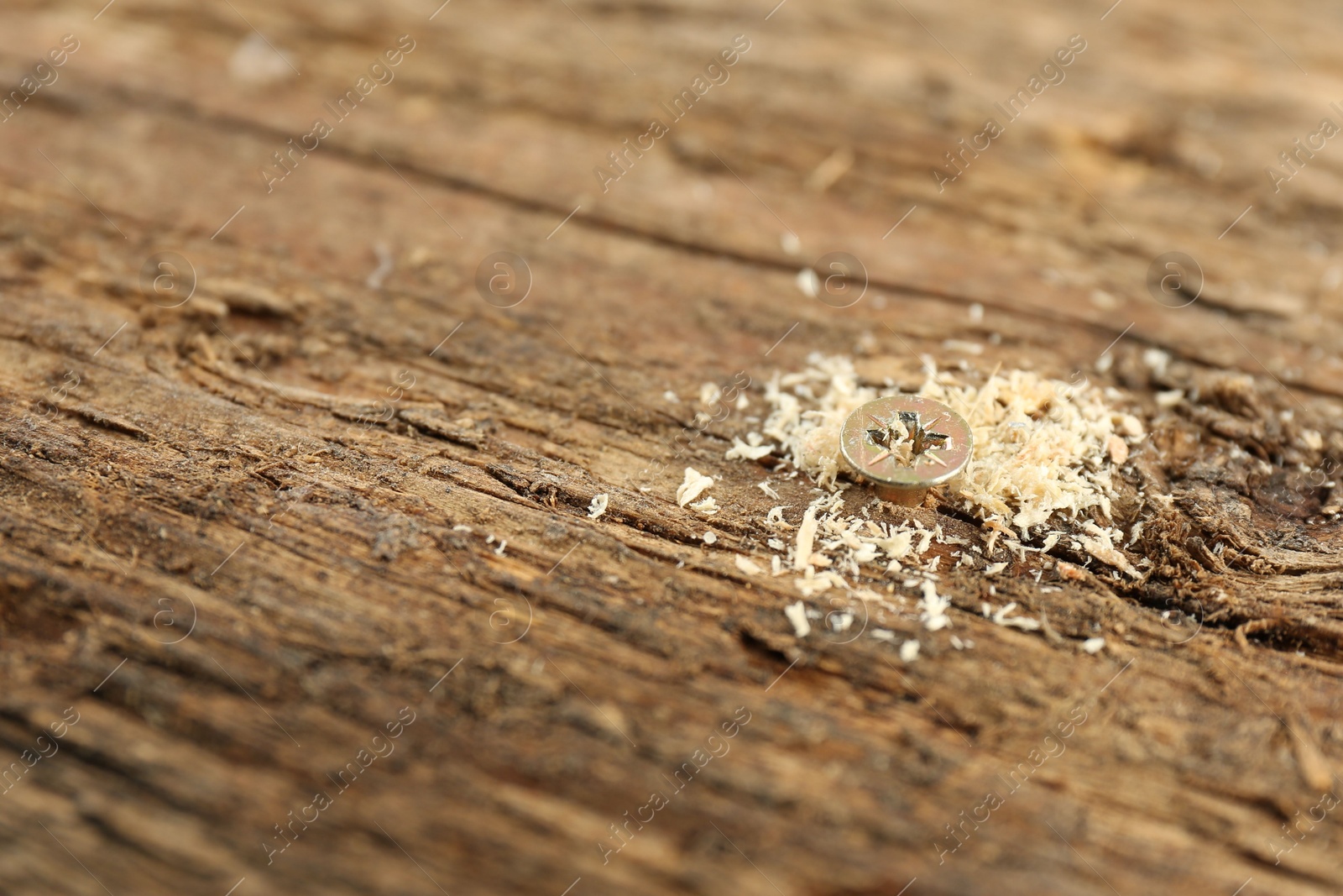 Photo of Screw in wooden plank and sawdust, closeup