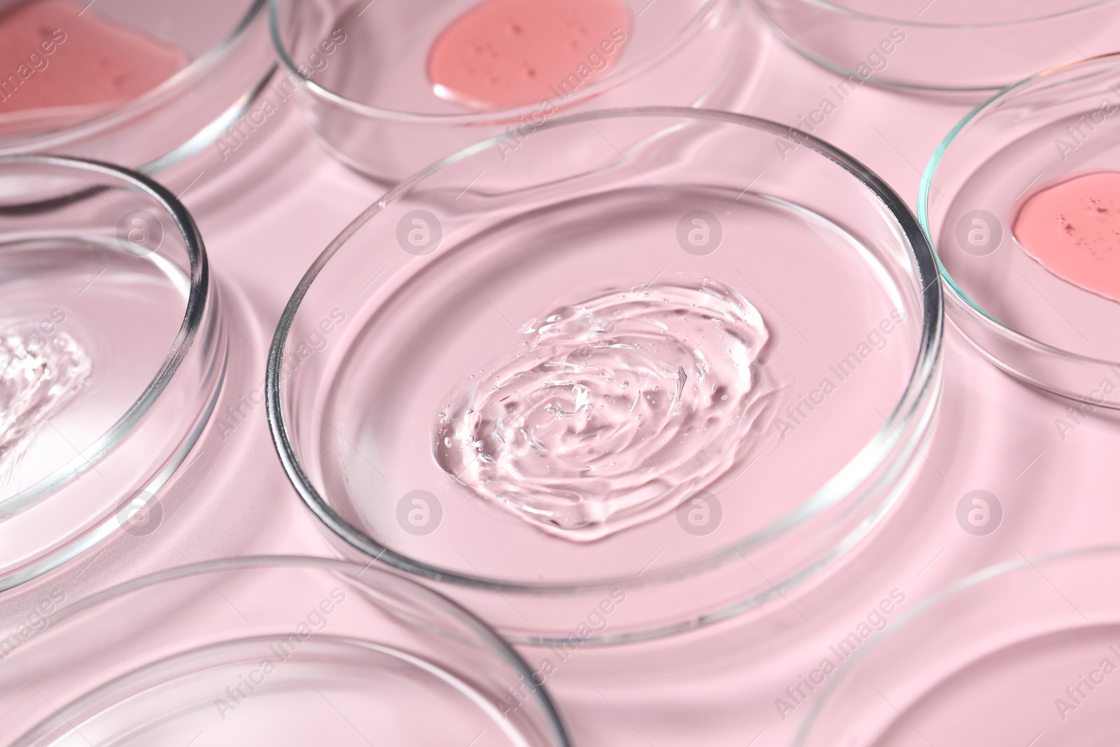 Photo of Petri dishes with samples on pink background, closeup