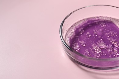 Photo of Petri dish with sample on pink background, closeup. Space for text