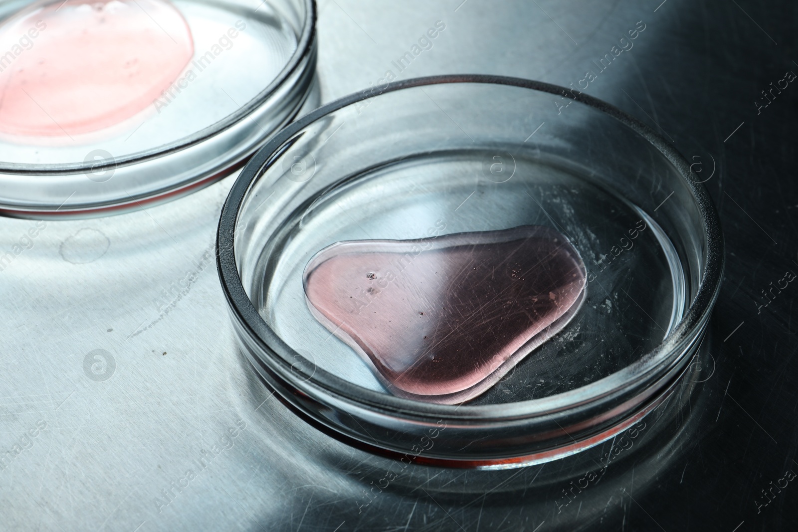 Photo of Petri dishes with samples on dark table, closeup