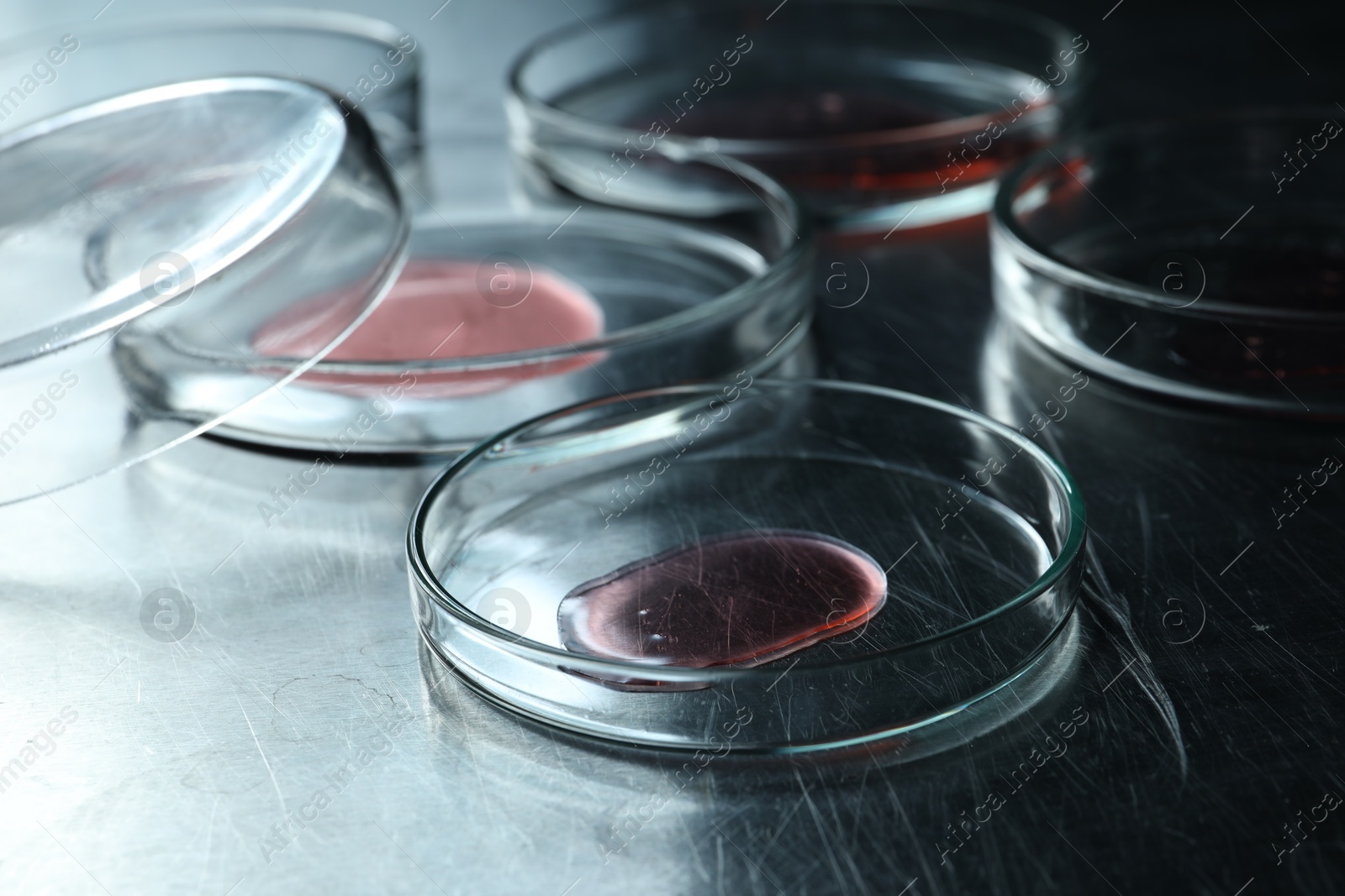 Photo of Petri dishes with samples on black table