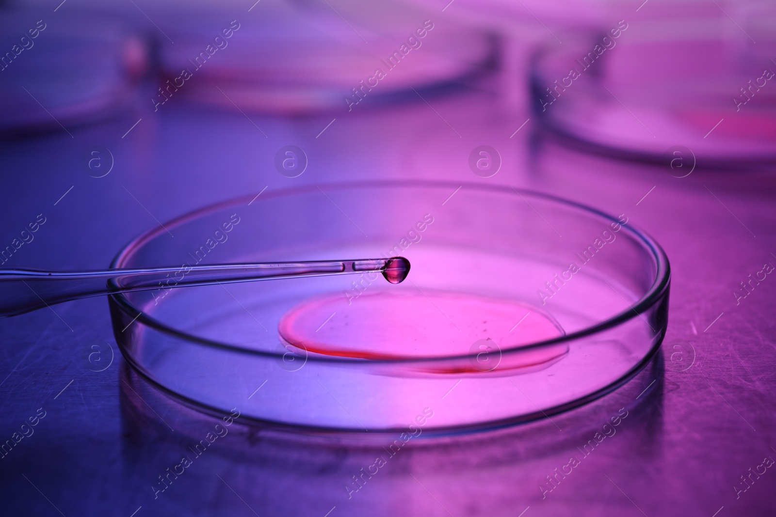 Photo of Dripping sample from pipette into petri dish neon lights at table, closeup