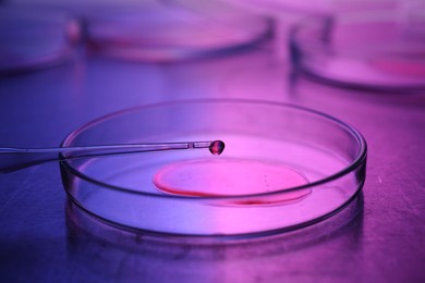 Dripping sample from pipette into petri dish neon lights at table, closeup