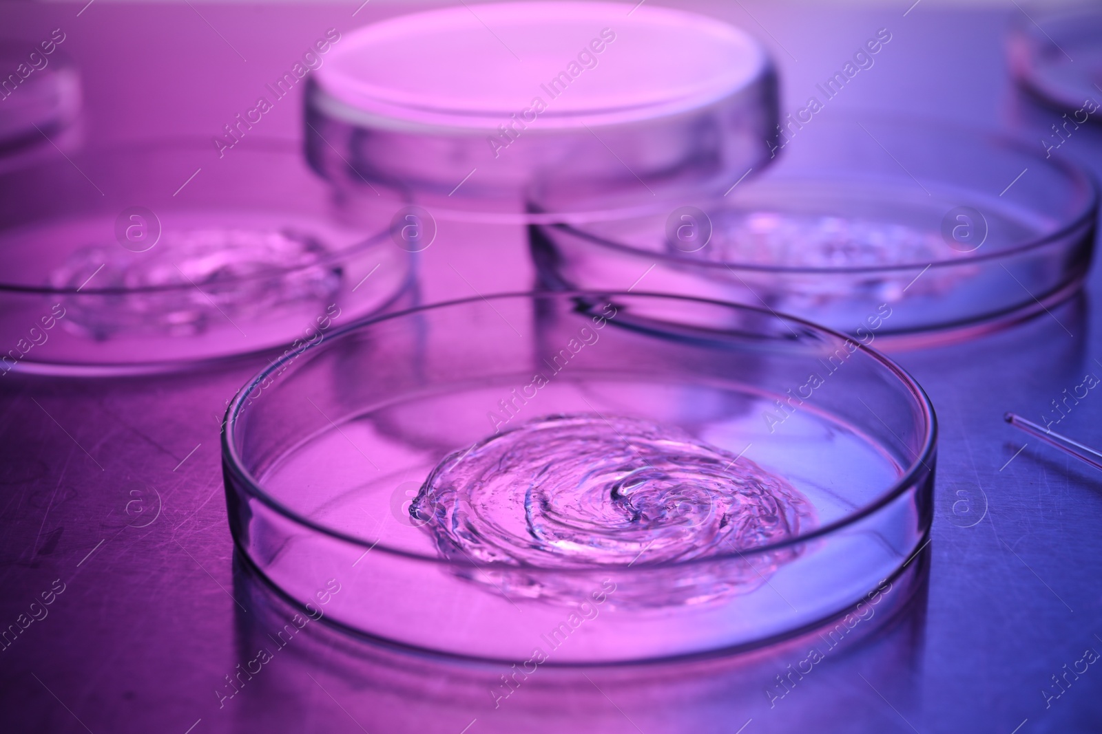 Photo of Petri dishes with samples in neon lights on table, closeup