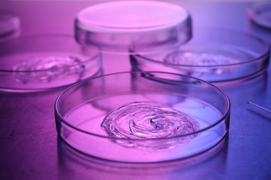 Petri dishes with samples in neon lights on table, closeup