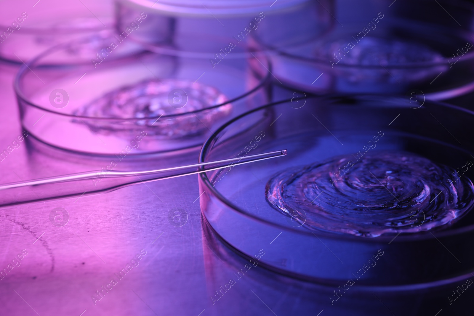 Photo of Dripping sample from pipette into petri dish neon lights at table, closeup