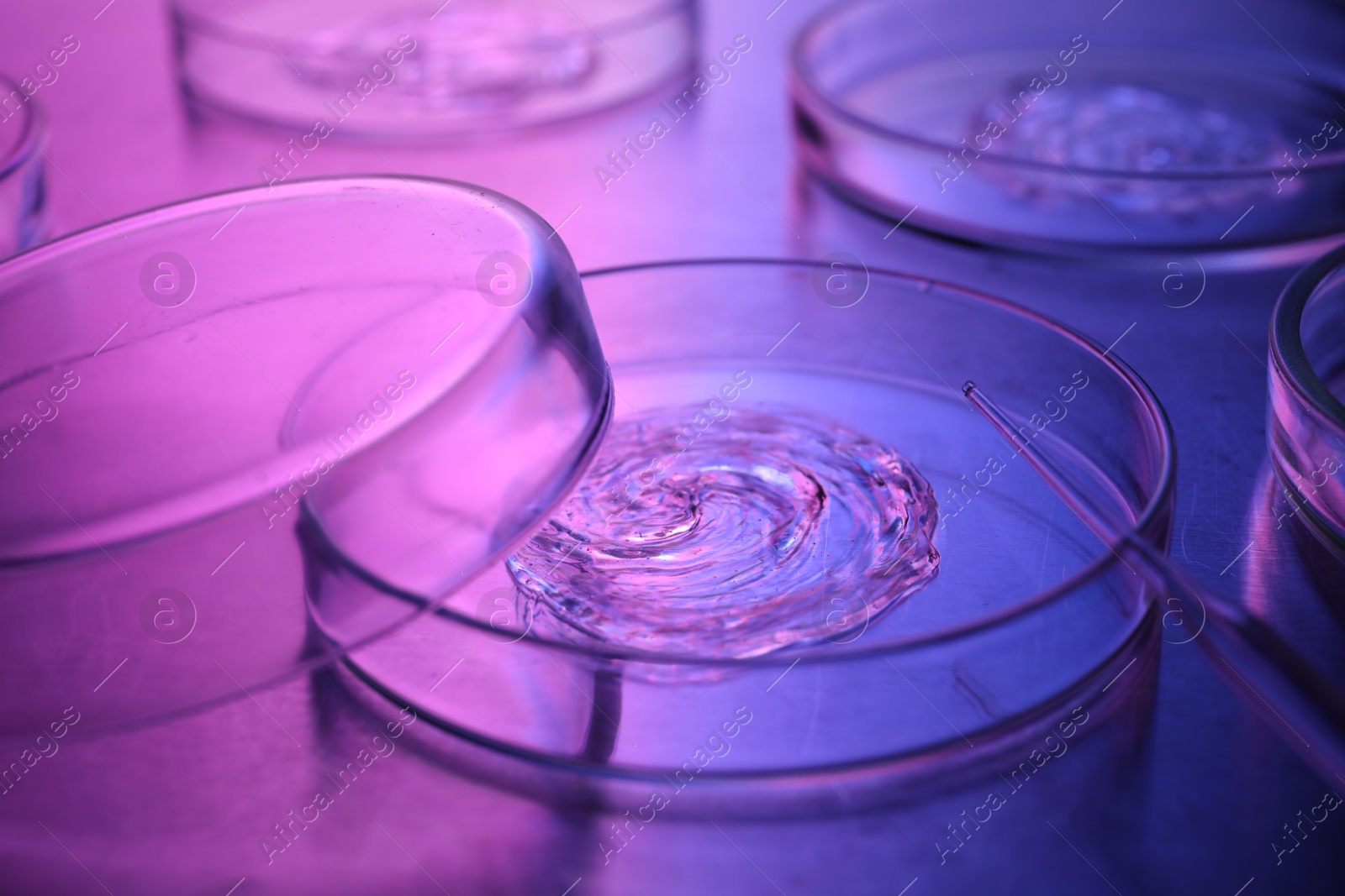 Photo of Petri dishes with samples and pipette in neon lights on table, closeup