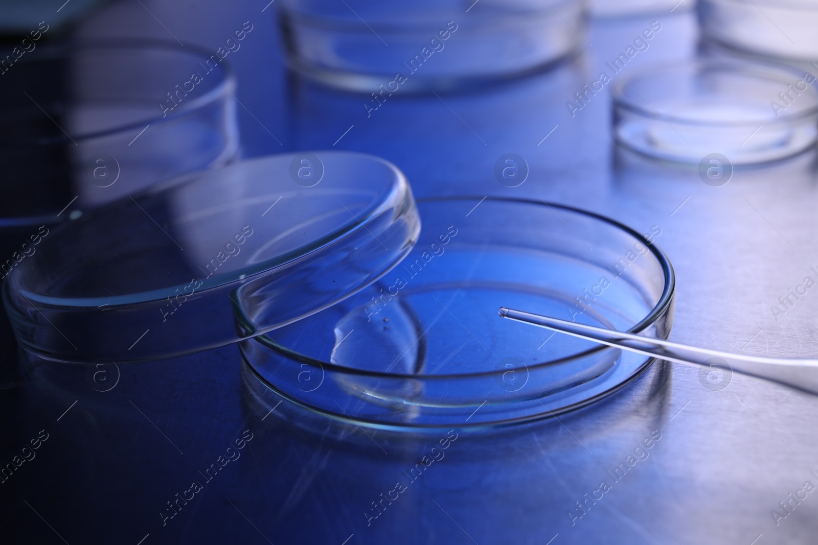 Photo of Petri dishes with samples and pipette on table. Color toned