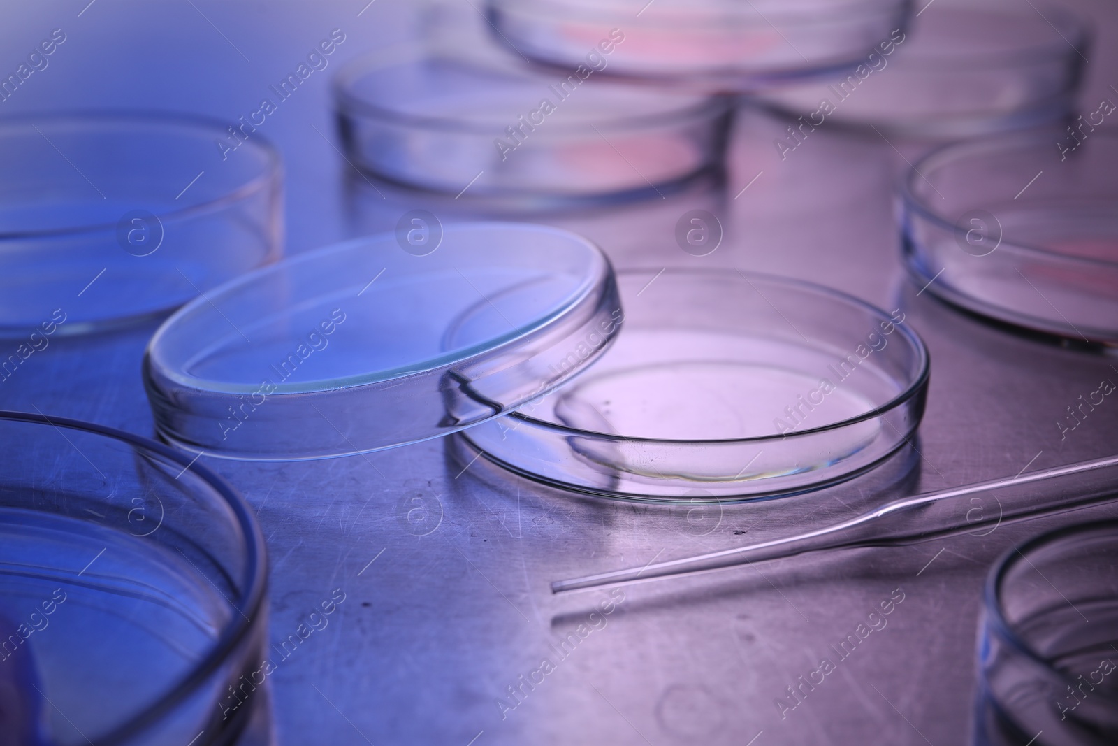 Photo of Petri dishes with samples and pipette on table. Color toned