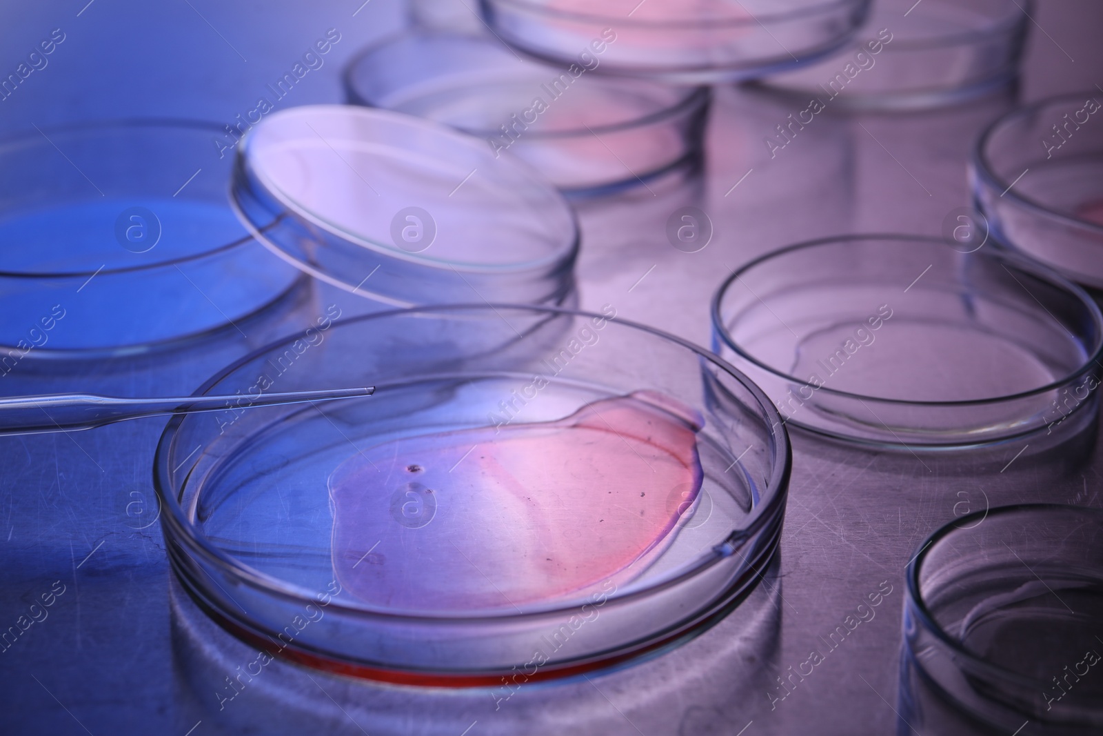 Photo of Petri dishes with samples and pipette on table, closeup. Color toned