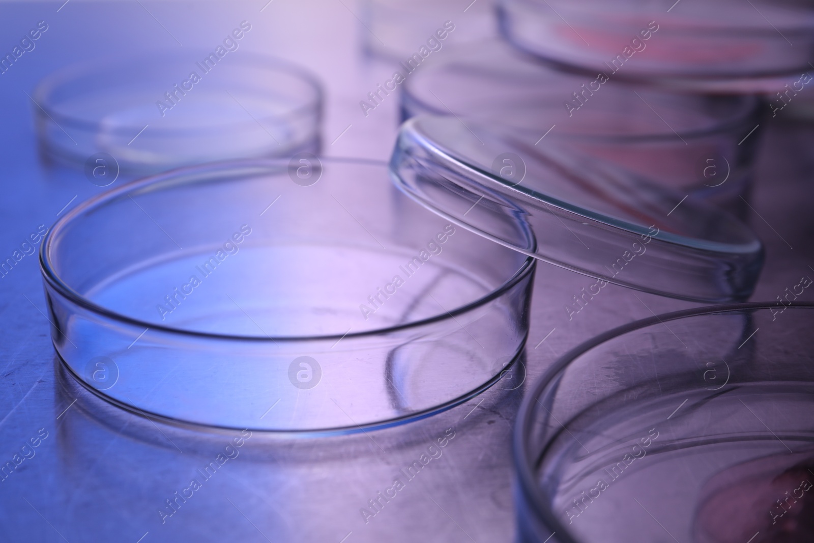 Photo of Petri dishes with samples on table, closeup. Color toned