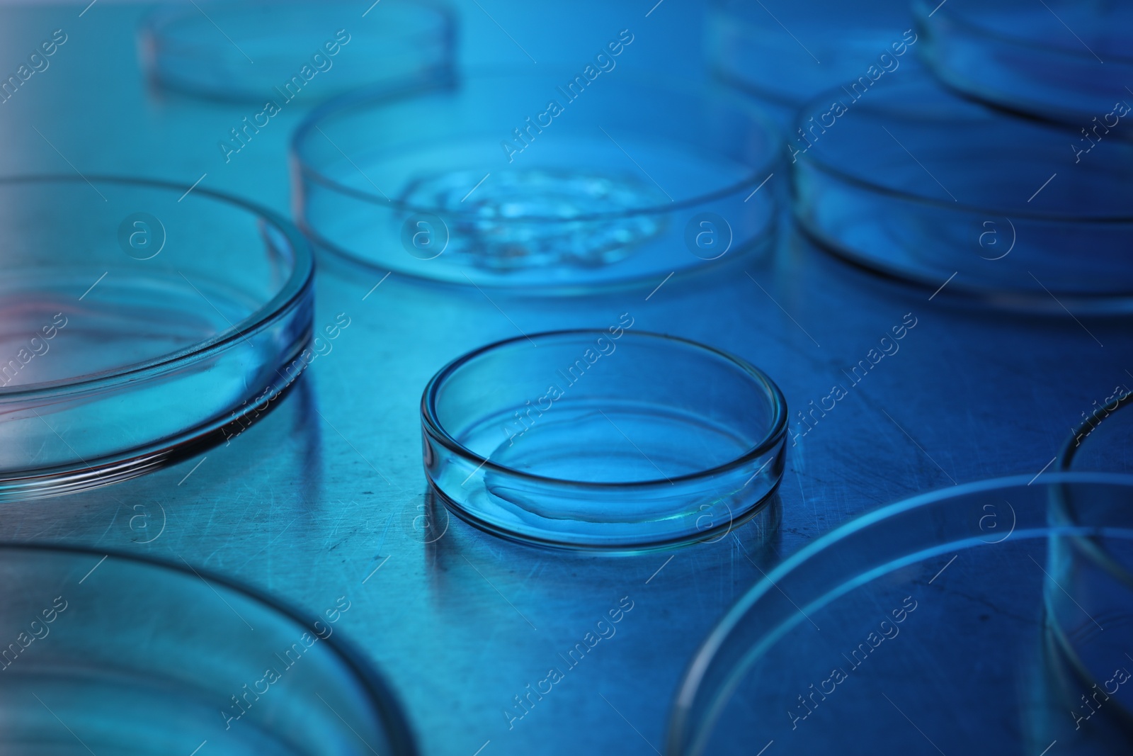 Photo of Petri dishes with samples on table. Color toned