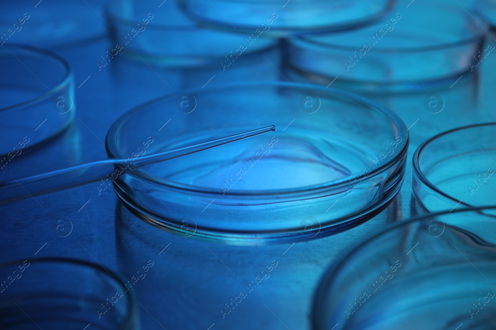 Photo of Dripping sample from pipette into petri dish at table, closeup. Color toned