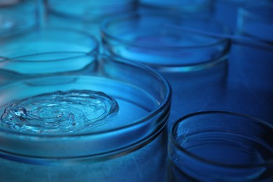 Photo of Petri dishes with samples on table, closeup. Color toned