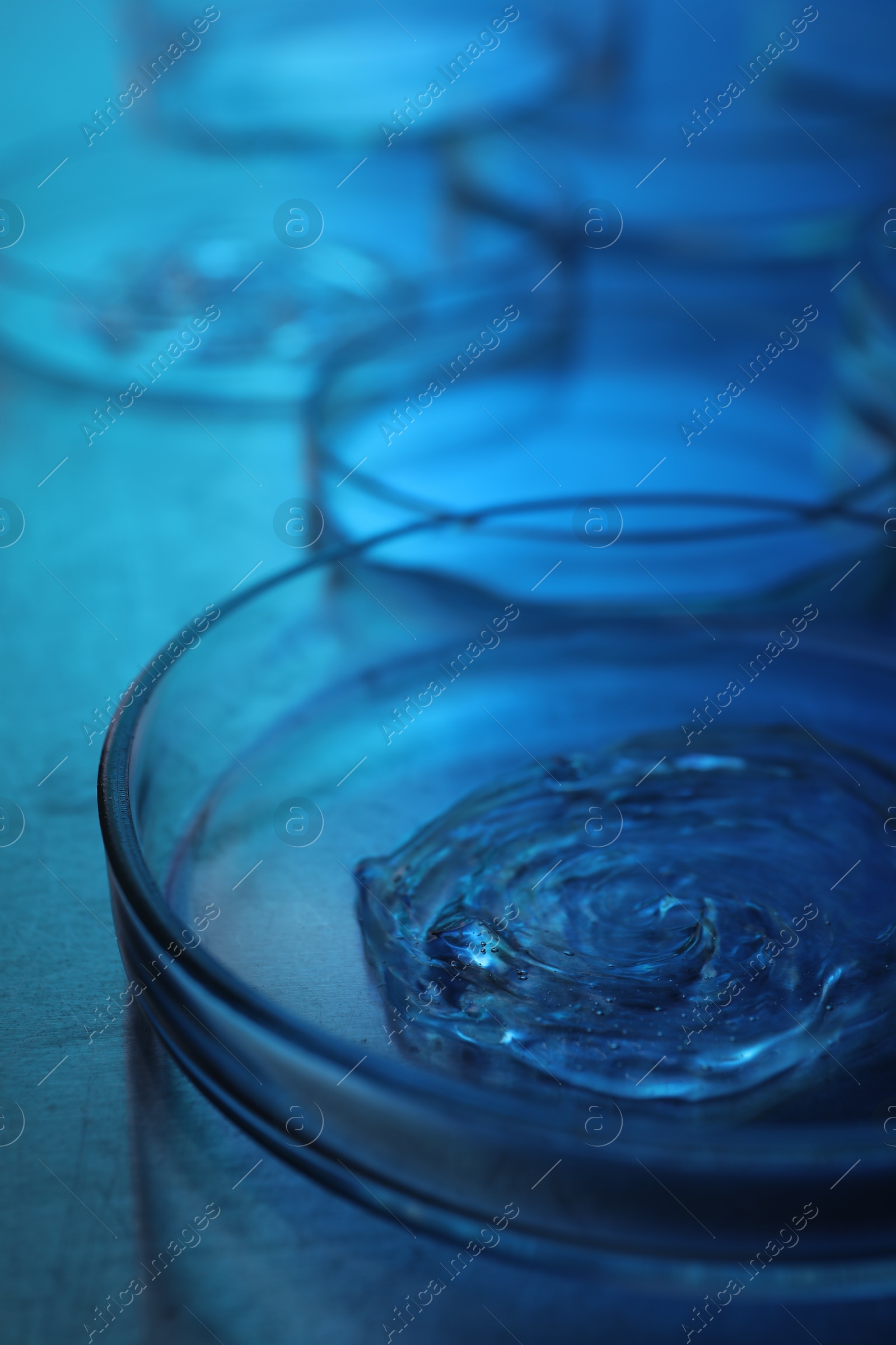 Photo of Petri dishes with samples on table, closeup. Color toned