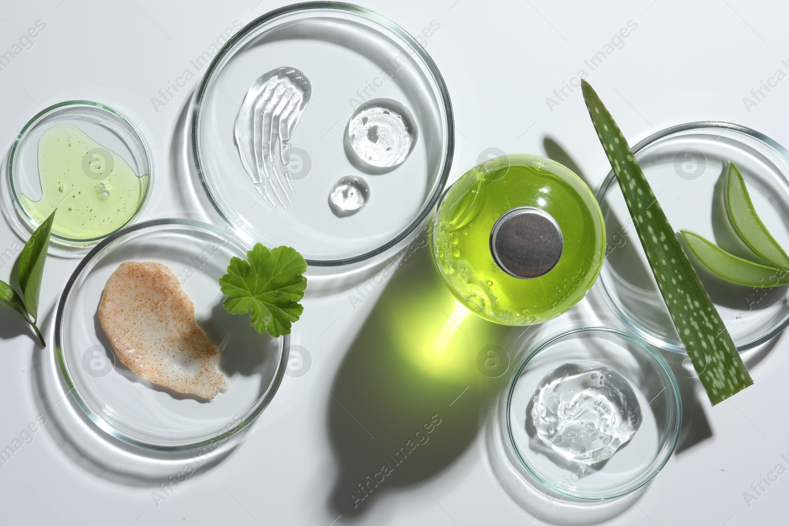 Photo of Petri dishes with different cosmetic products and aloe vera leaves on white background, flat lay