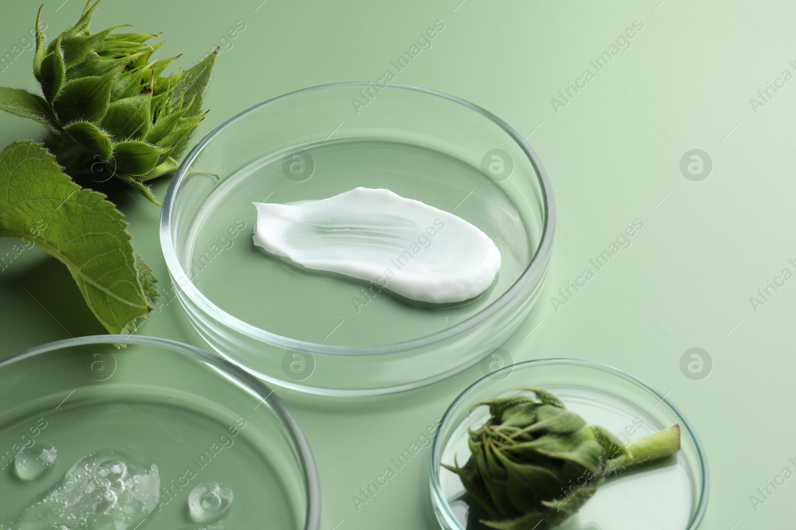 Photo of Petri dishes with cosmetic products and sunflowers on green background, closeup