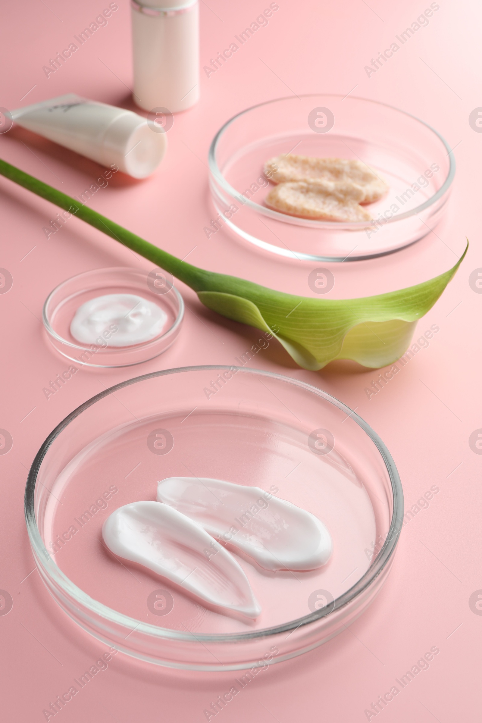 Photo of Petri dishes with cosmetic products and calla lily flower on pink background, closeup