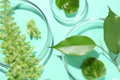 Photo of Petri dishes with different fresh leaves on turquoise background, flat lay