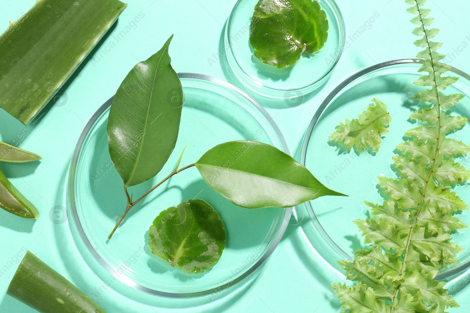 Photo of Petri dishes with different fresh leaves on turquoise background, flat lay