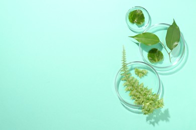 Photo of Petri dishes with different fresh leaves on turquoise background, flat lay. Space for text