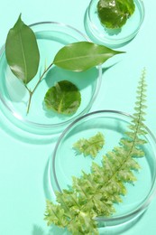 Petri dishes with different fresh leaves on turquoise background, flat lay